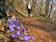 14 Erba trinita- Hepatica nobilis